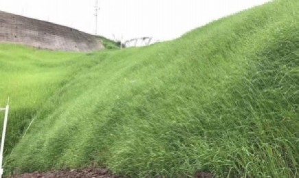 福建省荒山复绿种植如何养护?
