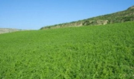 四川省荒山复绿种植什么更合适