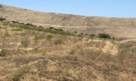 江西省荒山复绿种植选择哪种植物合适