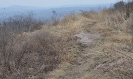 四川省荒山绿化适合种植什么