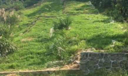 湖南省荒山复绿种植什么