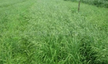 陕西省荒山复绿种植什么