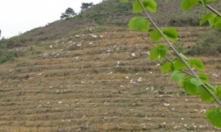 辽宁省荒山复绿种植什么?