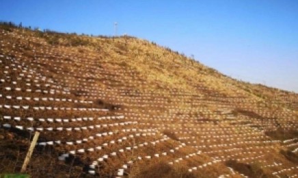 福建省绿化荒山如何种植更加美丽?