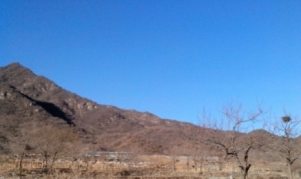湖北省荒山绿化适合种植什么?