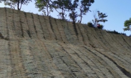 南方荒山种植这类树能成活吗?