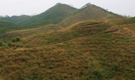 山东省荒山复绿种植适合的方法