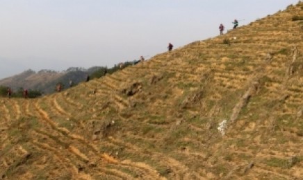 云南省荒山绿化适合种植什么