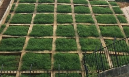 广东省荒山复绿种植如何种植效果好?