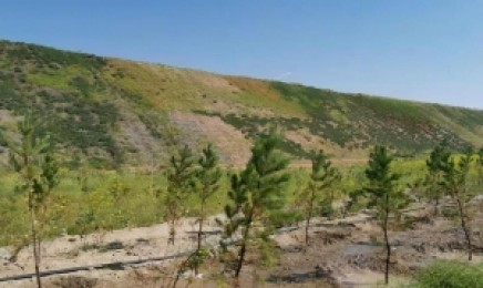 江苏省荒山复绿适合种植哪种草?
