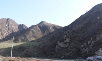 福建省复绿荒山适合什么植物?