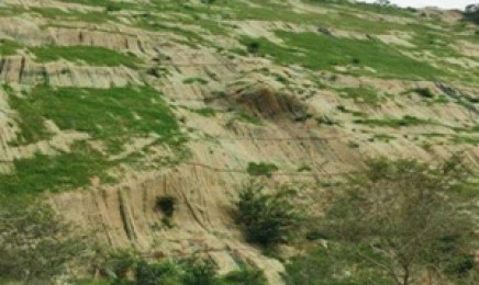 这种草可以进行福建荒山绿化吗?