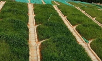 这种植物荒山绿化效果好吗?