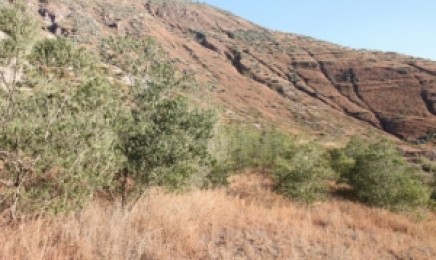 什么植物更适合种植在湖北荒山上用于绿化?