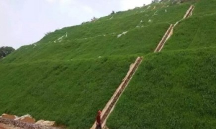 辽宁荒山绿化可以选择这种草吗?