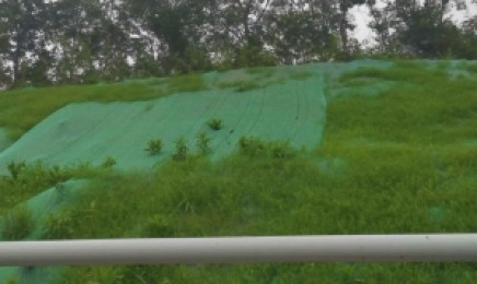 吉林荒山绿化什么植物效果更好?