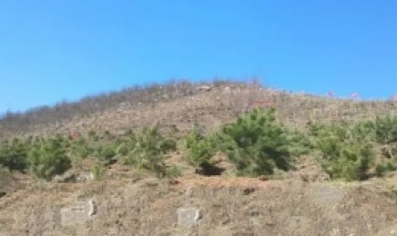 广东荒山上种植什么草可以有好的绿化效果?