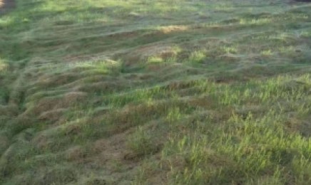 广东省荒山复绿种植如何养护