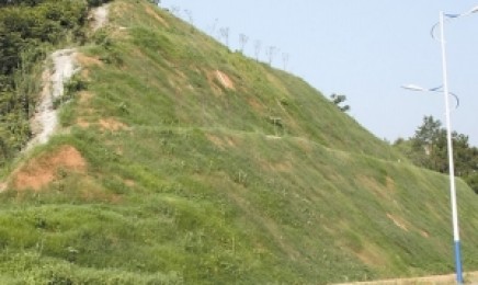 陕西省荒山复绿喷播适合哪种草