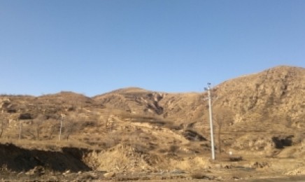 西北荒山绿化要选择这种植物