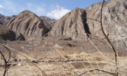 河北荒山绿化适合种植这种草类植物吗?