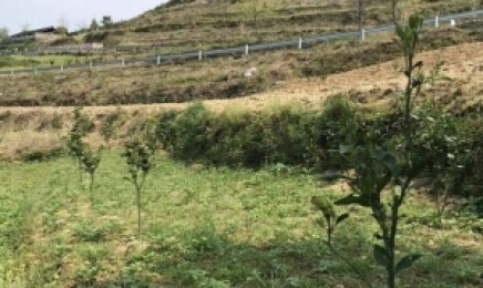 江苏荒山能种植哪类植物用于绿化?