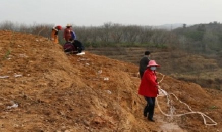 浙江省荒山复绿种植什么