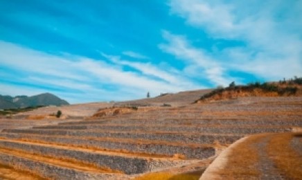 四川荒山绿化能种植什么植物?