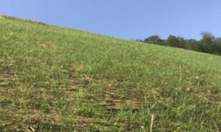 吉林荒山复绿种植什么植物合适?