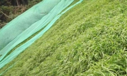 湖南荒山绿化选择什么植物