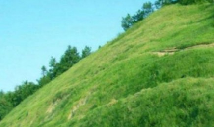 山东省复绿荒山适合什么植物