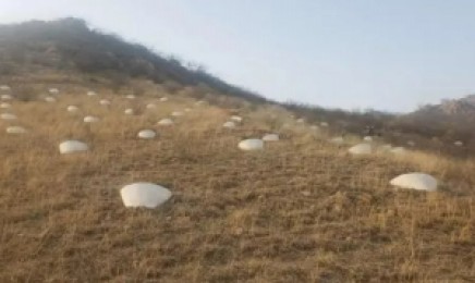 用什么植物进行沈阳荒山绿化?
