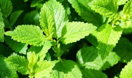 薄荷(进口)种子价格_图片_播种方法