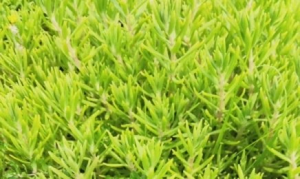 做屋顶绿化需要是什么类型的植物,如何做绿化