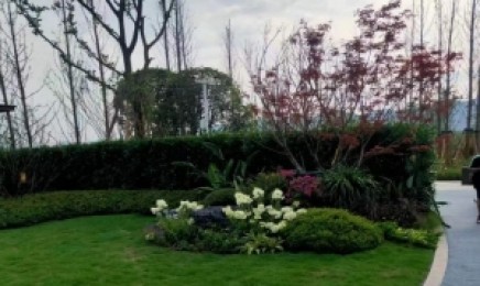 屋顶绿化种植佛甲草的种植方式是什么?