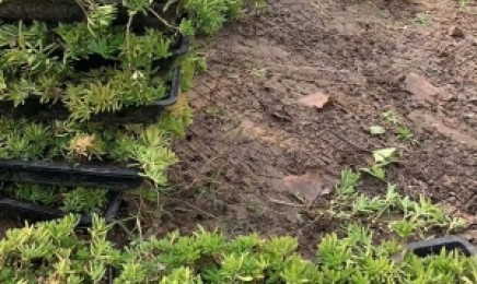 甘肃省屋顶绿化使用佛甲草吗?种植方式是什么?