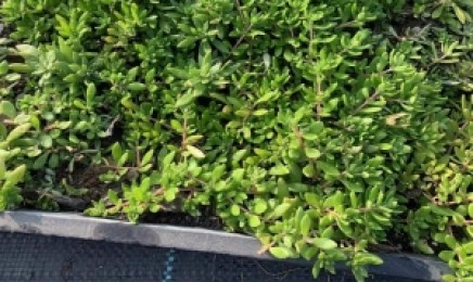 福建省屋顶绿化建议使用佛甲草吗?