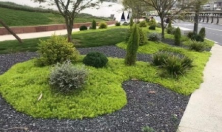 黑龙江省屋顶绿化可以种植佛甲草吗?