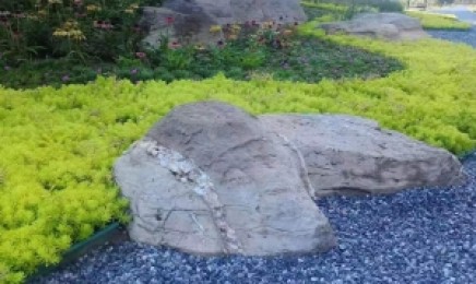 吉林省屋顶绿化哪种草效果好,适合种植在什么地方?