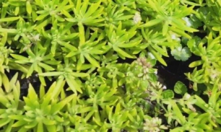 江西省地区做屋顶绿化效果好吗,佛甲草植物有毒吗?