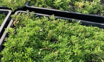 云南省屋顶绿化种植什么植物,效果怎么样?