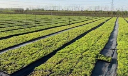 贵州省屋顶绿化都适合什么植物,几月种植效果好?