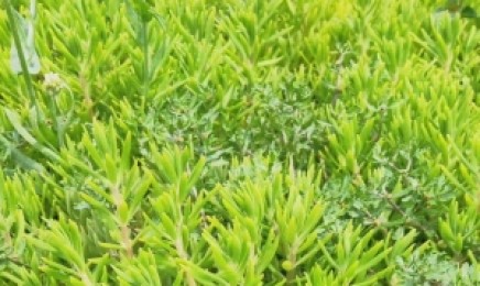 四川省屋顶上种什么植物好,种子发芽率怎么样?