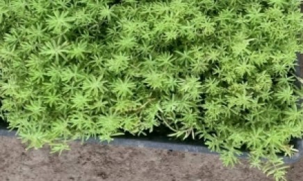 河南省佛甲草屋顶绿化价格多少钱,去哪里购买种子?
