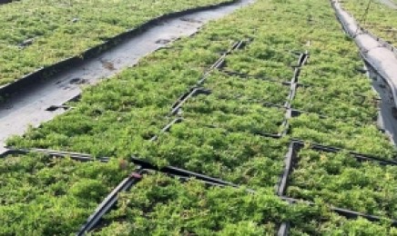 河北省佛甲草种植技术方法,适合作为屋顶绿化吗?