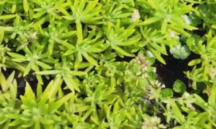 辽宁省屋顶绿化使用佛甲草用量是多少,几月份种植?
