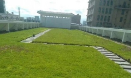 河南省屋顶绿化种植佛甲草能用几年,效果怎么样?