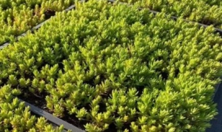 安徽省屋顶绿化可以使用佛甲草吗?几月份种植最适合?