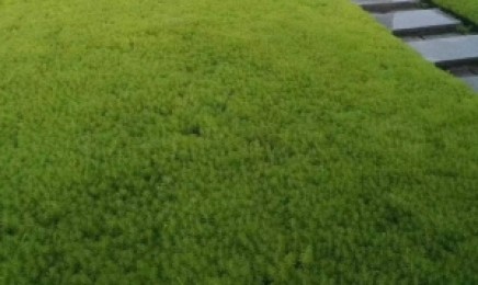 云南省种植青叶佛甲草屋顶绿化能行吗,种植时使用多少种子?