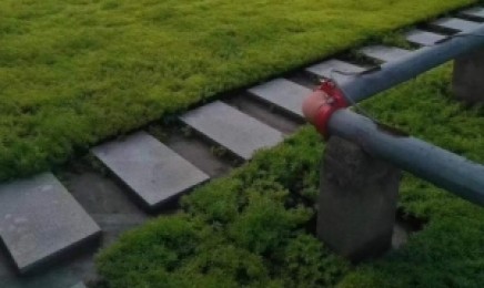 贵州省种植金叶佛甲草屋顶绿化有效果吗,种植后几天可以发芽?